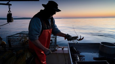 Max Oliver moves a lobster to the banding table aboard his boat while fishing off Spruce Head, Maine, Aug. 31, 2021.