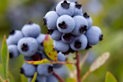 Wild blueberries in Warren, Maine, July 27, 2012.