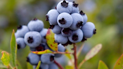 Wild blueberries in Warren, Maine, July 27, 2012.