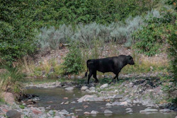 A feral bull along the Gila River in southwestern New Mexico, July 25, 2020.