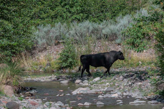 A feral bull along the Gila River in southwestern New Mexico, July 25, 2020.