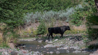 A feral bull along the Gila River in southwestern New Mexico, July 25, 2020.