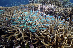 A school of fish swim above corals on Moore Reef in Gunggandji Sea Country off the coast of Queensland, Australia, Nov. 13, 2022.