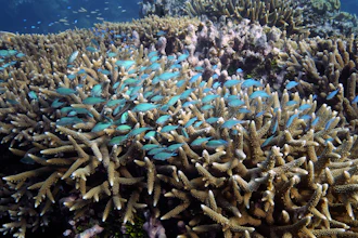 A school of fish swim above corals on Moore Reef in Gunggandji Sea Country off the coast of Queensland, Australia, Nov. 13, 2022.