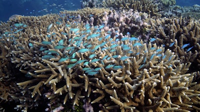 A school of fish swim above corals on Moore Reef in Gunggandji Sea Country off the coast of Queensland, Australia, Nov. 13, 2022.