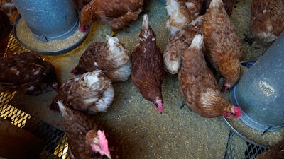 Red Star chickens feed in their coop, Jan. 10, 2023, at Historic Wagner Farm in Glenview, Ill. The ongoing bird flu outbreak has cost the U.S. government roughly $661 million and added to consumers' pain at the grocery store after more than 58 million birds were slaughtered to limit the spread of the virus.