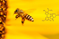 Low Res Bee+structure jpg