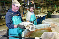 Bob Rode, left, manager of the Aquaculture Research Lab, and technician Ian Kovacs tend to tilapia raised in the facility.