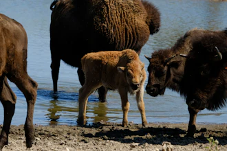 A bison calf with its herd at Bull Hollow, Okla., Sept. 27, 2022.