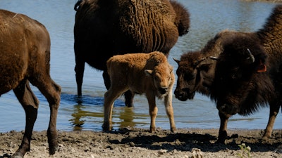 A bison calf with its herd at Bull Hollow, Okla., Sept. 27, 2022.