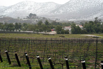 A vineyard in Agua Dulce, Calif., Feb. 24, 2023.