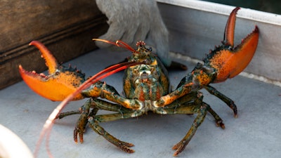A lobster caught off Spruce Head, Maine, Aug. 31, 2021.
