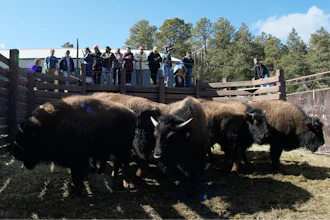 Some of the 35 Denver Mountain Park bison wait in a corral near Golden, Colo., March 15, 2023.