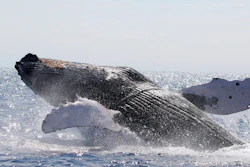 A humpback whale freed off Hawaii on March 15, 2022.