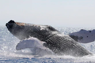 A humpback whale freed off Hawaii on March 15, 2022.