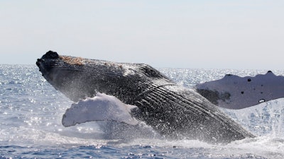 A humpback whale freed off Hawaii on March 15, 2022.