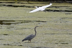 A great egret flies above a great blue heron in the Detroit River International Wildlife Refuge, Trenton, Mich., Oct. 7, 2022.