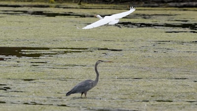 A great egret flies above a great blue heron in the Detroit River International Wildlife Refuge, Trenton, Mich., Oct. 7, 2022.