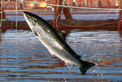 An Atlantic salmon leaps out of the water at a Cooke Aquaculture farm pen near Eastport, Maine, Oct. 11, 2008.