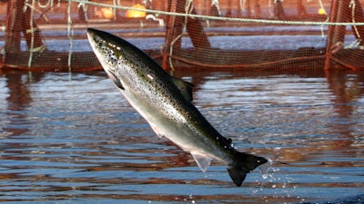 An Atlantic salmon leaps out of the water at a Cooke Aquaculture farm pen near Eastport, Maine, Oct. 11, 2008.
