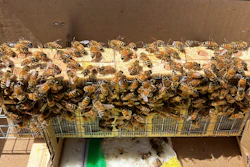 Gene Brandi's bees in San Juan Bautista, Calif., April 6, 2023.