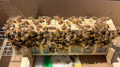 Gene Brandi's bees in San Juan Bautista, Calif., April 6, 2023.