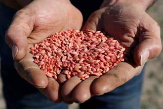 Rhys Turton, president of the Western Australian Farmers Federation, holds barley seeds in his fields near York, Australia, May 19, 2020.