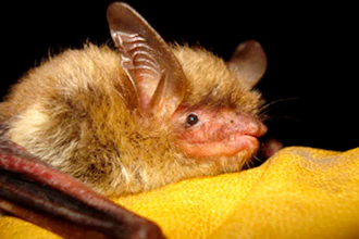 Undated photo of a northern long-eared bat.