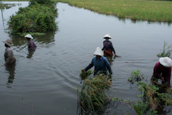 Women wade through water to harvest paddy cultivated as part of a Pokkali farming system, Kochi, India, Oct. 30, 2021.