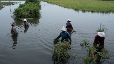 Women wade through water to harvest paddy cultivated as part of a Pokkali farming system, Kochi, India, Oct. 30, 2021.