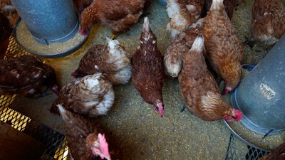 Red Star chickens feed in their coop at Historic Wagner Farm in Glenview, Ill., , Jan. 10, 2023.