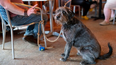 Monty Hobbs gestures towards his dog Mattox on the patio at the Olive Lounge in Takoma Park, Md., May 4, 2023.