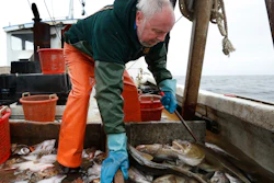 Fisherman David Goethel sorts cod and haddock while fishing off the coast of New Hampshire, April 23, 2016.