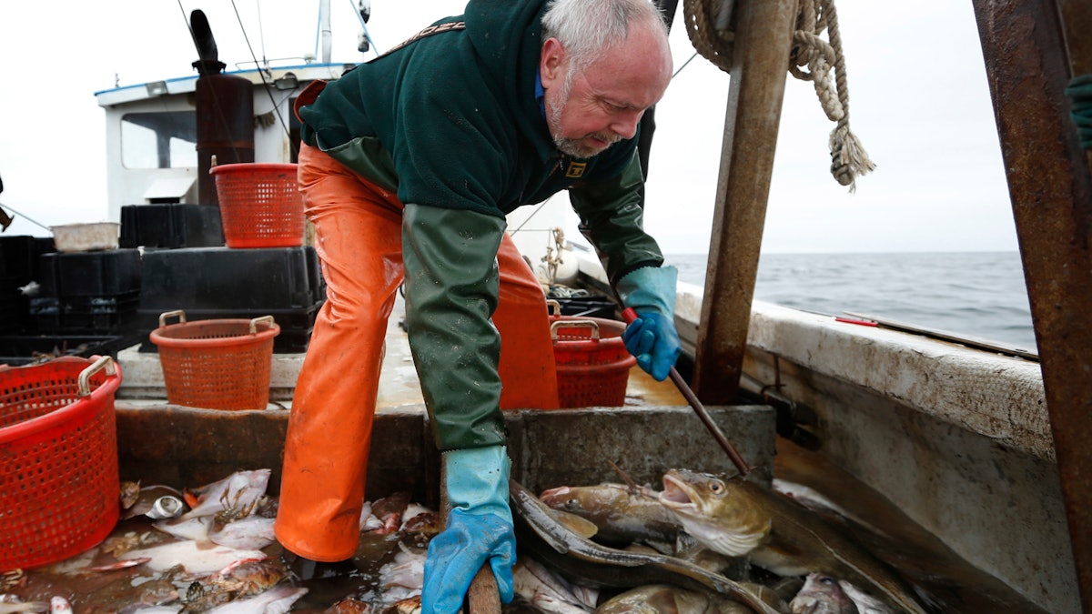 Staple Atlantic Fish in Decline, Regulators Say