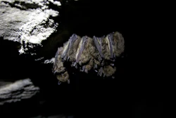 Bats roost in a cave in Dorset, Vt., May 2, 2023.