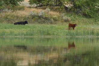 Cattle graze along the Missouri River near Fort Benton, Mont., Sept. 19, 2011.