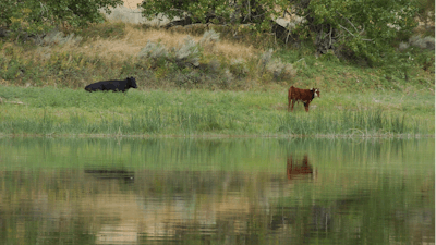 Cattle graze along the Missouri River near Fort Benton, Mont., Sept. 19, 2011.