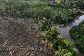 Cut down trees near Cordillera Azul National Park, Peru, Oct. 3, 2022.