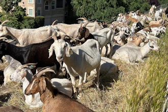 Goats graze on dry grass next to a housing complex in West Sacramento, Calif., May 17, 2023.