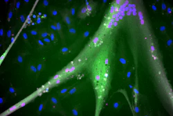 Differentiated immortalized bovine stem cells with fully expressed muscle proteins.