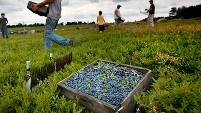 Workers harvest wild blueberries at the Ridgeberry Farm, Appleton, Maine, July 27, 2012.