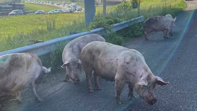 Pigs loose on a highway after the semitrailer truck that was carrying them overturned, Little Canada, Minn., June 9, 2023.