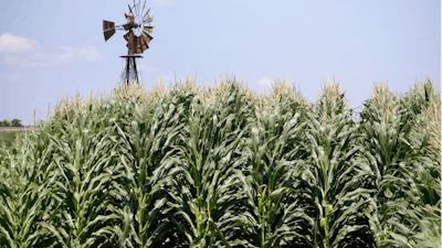 A cornfield in Pacific Junction, Iowa, July 11, 2018.