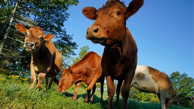 Cows graze in a farm field Penobscot, Maine, Aug. 17, 2021.