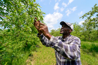 Fredson Brissett, a migrant worker at Scott Farm Orchard in Dummerston, Vt., checks apples after a recent frost, May 22, 2023.