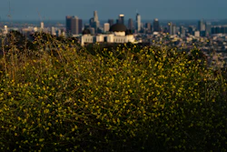 Wild mustard flowers bloom along a trail in Griffith Park, Los Angeles, June 8, 2023.