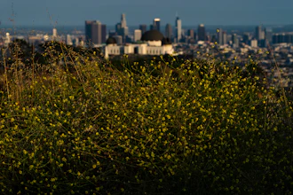 Wild mustard flowers bloom along a trail in Griffith Park, Los Angeles, June 8, 2023.