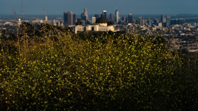 Wild mustard flowers bloom along a trail in Griffith Park, Los Angeles, June 8, 2023.