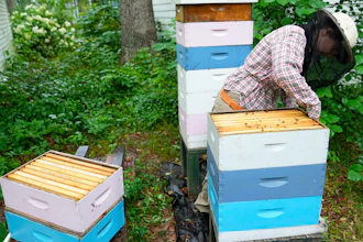 University of Maryland researcher Nathalie Steinhauer opens bee hives, June 21, 2023, College Park, Md.