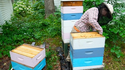 University of Maryland researcher Nathalie Steinhauer opens bee hives, June 21, 2023, College Park, Md.